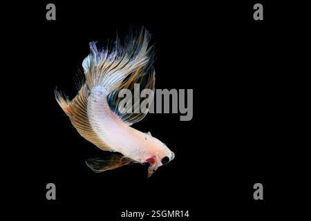 Ritratto del pesce betta su sfondo nero Foto Stock
