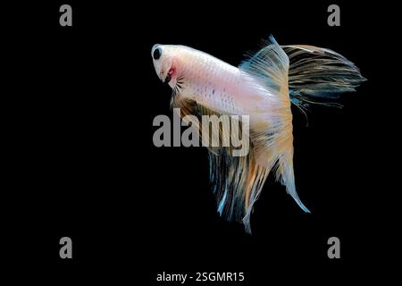 Ritratto del pesce betta su sfondo nero Foto Stock