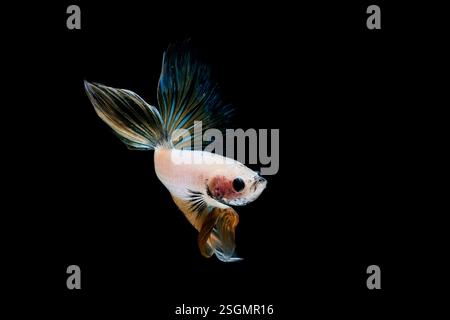 Ritratto del pesce betta su sfondo nero Foto Stock
