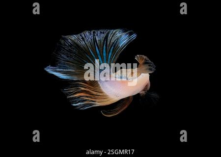 Ritratto del pesce betta su sfondo nero Foto Stock