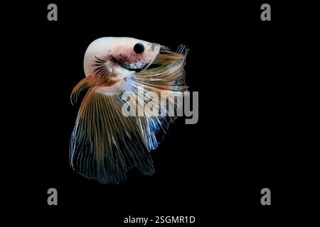Ritratto del pesce betta su sfondo nero Foto Stock