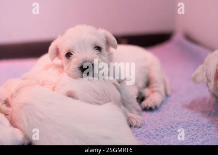 Simpatico cucciolo di schnauzer bianco in miniatura adagiato sui suoi fratelli Foto Stock