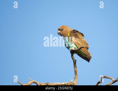 Pappagallo di Meyer (Poicephalus meyeri), noto anche come "pappagallo bruno" Foto Stock