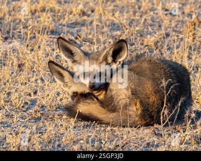Coppia di volpi dalle orecchie di pipistrello (Otocyon megalotis) accoccolate a terra guardando la telecamera Foto Stock