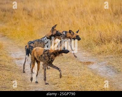 Il cane selvatico africano (Lycaon pictus) è alla caccia Foto Stock