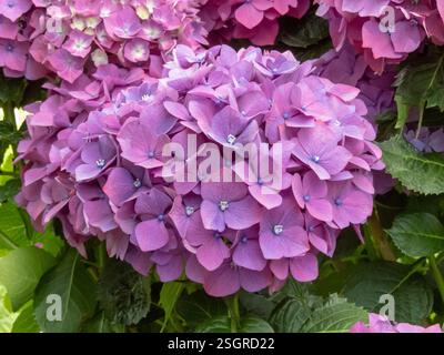 Hydrangea macrophylla fiore viola in primo piano. Fiori viola di Hortensia. Ortensie francesi in fiore pianta ornamentale. Foto Stock