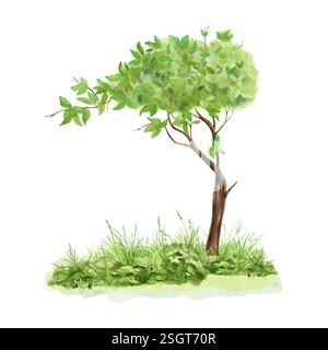 Albero verde primaverile con foglie e tronco sottile nell'erba. Illustrazione digitale acquerello. Albero deciduo con corona lussureggiante tra cespugli e fiori è Foto Stock