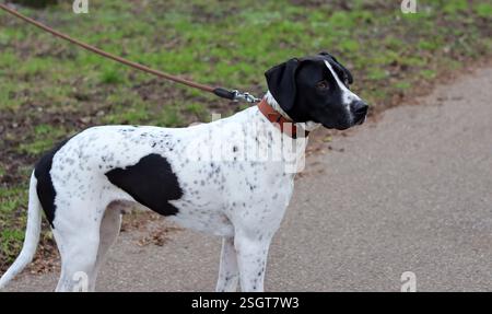 Concetto di allenamento per cani. Un cane bianco e nero che cammina al guinzaglio in un parco. Bel cane con punto a forma di cuore su un lato. Foto Stock