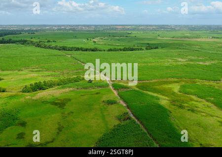 Piantagione di canna da zucchero in sostituzione della foresta atlantica a Paraíba, Brasile, il 2 luglio 2008. Foto Stock