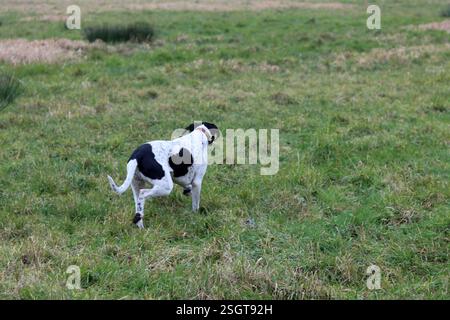 Cane puntatore inglese che corre nel prato. Il concetto di vita di Happy PET. Primavera nei Paesi Bassi. Foto Stock