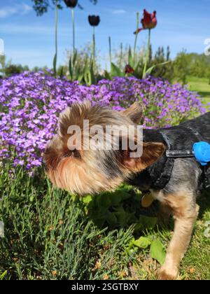 Lo Yorkshire Terrier odora di fiori viola in primavera. Sullo sfondo sono visibili tulipani e cielo blu. Foto Stock
