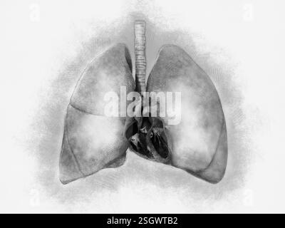 Un'illustrazione anatomica dettagliata dei polmoni umani, della trachea e dei bronchi, evidenziando la struttura e la funzione del sistema respiratorio nell'escha gassoso Foto Stock