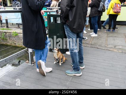 Londra, Regno Unito. Piccolo cane che guarda i suoi proprietari mentre parlano a Camden Market Foto Stock