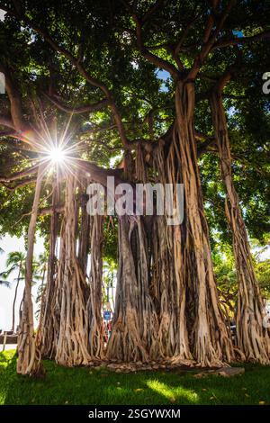 Sunburst illumina il famoso albero di Banyon (Ficus benghalensis) presso Waikiki Beach a Honolulu, Hawaii. Foto Stock
