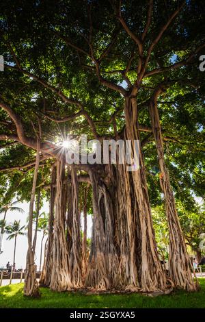 Sunburst illumina il famoso albero di Banyon (Ficus benghalensis) presso Waikiki Beach a Honolulu, Hawaii. Foto Stock