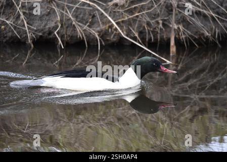 Primo piano Ritratto di un goosandro di Drake (Mergus Merganser) che nuota da sinistra a destra con testa in avanti e piedi indietro, gambe visibili attraverso l'acqua, Regno Unito Foto Stock