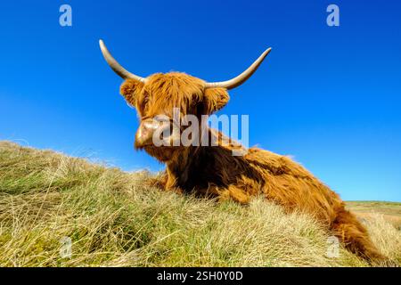 Mucca delle Highland che riposa al sole Foto Stock