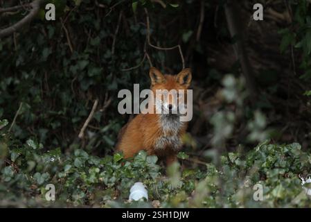 Dublino, Irlanda - 30 marzo 2013 - una volpe rossa in un'area di ipercrescita verde con occhio destro danneggiato che fissa la telecamera nella città di Dublino Foto Stock