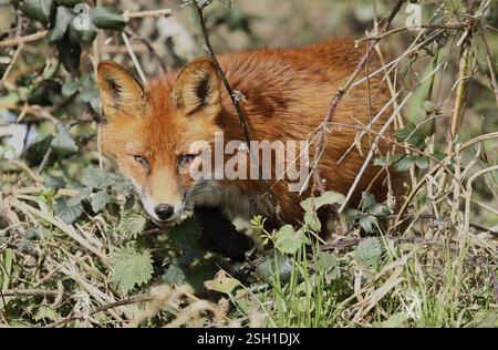 Dublino, Irlanda - 30 marzo 2013 - una volpe rossa alla luce del sole con occhio destro danneggiato che fissa la fotocamera nella città di Dublino Foto Stock