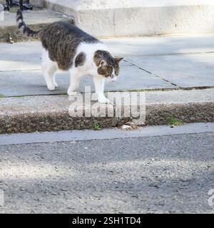 Larry the Cat - Capo Mouser all'Ufficio di Gabinetto dal 2011 - a Downing Street poco prima dell'arrivo del presidente degli Stati Uniti Joe Biden, il 10 giugno 2023 Foto Stock