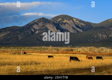 Bestiame che pascolano in una Mountain Valley Foto Stock