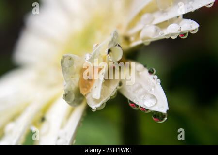 Gocce d'acqua appese alle foglie di una margherita bianca Baberton che riflette una rossa sullo sfondo. Foto Stock