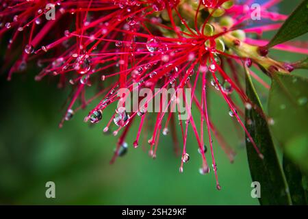 Gocce d'acqua, appese ai filamenti rossi di un fiore di Bottelbrush piangente. Foto Stock