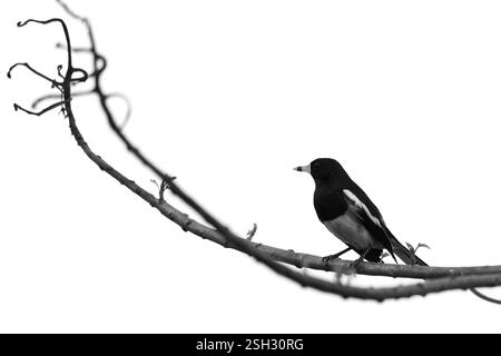 Immagine dell'uccello Oriental Magpie-robin in bianco e nero Foto Stock
