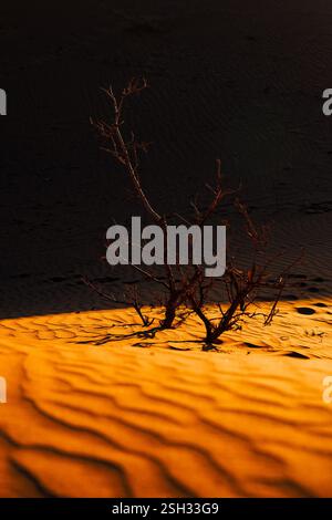 Paesaggio desertico del Sahara, incredibile esperienza in Marocco, natura selvaggia e all'aperto. Foto Stock