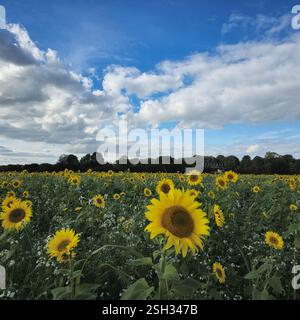 Un campo di girasoli incredibilmente bello che si estende all'infinito sotto un cielo blu luminoso adornato da soffici nuvole Foto Stock