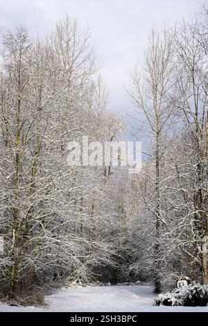 Paesaggio invernale di boschi con terreno aperto tra alberi decidui Foto Stock