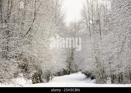 Strada rurale coperta di neve tra alberi invernali Foto Stock