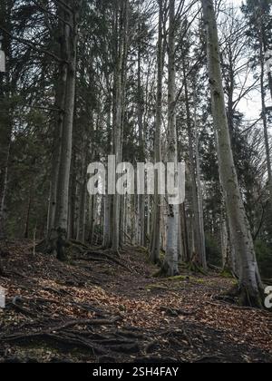 Una tranquilla foresta in Baviera caratterizzata da alti alberi senza foglie e da un terreno ricoperto di radici e foglie cadute. La scena cattura la bellezza pura del natu Foto Stock