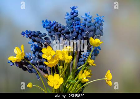 Uno splendido primo piano di tazze gialle e fiori di Giacinti d'uva blu in piena fioritura, su uno sfondo naturale morbido Foto Stock