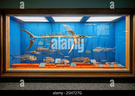 WASHINGTON DC - la storica Bone Hall dello Smithsonian's National Museum of Natural History mostra scheletri di vertebrati, compresi gli esemplari in mostra dal 1881. La mostra presenta uno scheletro di pesce spada (Xiphias gladius), che mostra caratteristiche anatomiche distintive come l'ampio becco piatto e le pinne pelviche assenti. Foto Stock