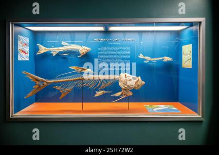 WASHINGTON DC - la sala delle ossa del Museo Nazionale di storia naturale dello Smithsonian presenta esemplari scheletrici di Order Clupeiformes (pesci simili alle aringhe). L'esposizione mostra caratteristiche primitive, tra cui pinne pelviche addominali, vesciche d'aria specializzate e strutture distintive della mascella presenti in specie che vanno dal tarpone al luccio. Foto Stock