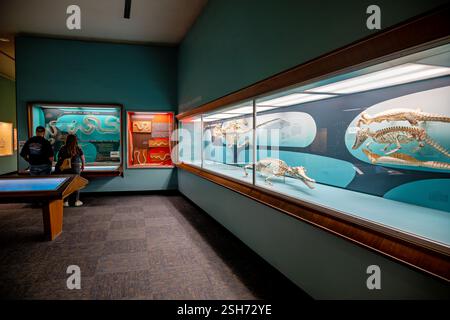 WASHINGTON DC - la storica Bone Hall dello Smithsonian's National Museum of Natural History ospita una vasta collezione di scheletro di vertebrati, con molti esemplari in continua esposizione dal 1881. Originariamente esposta all'Arts and Industries Building, questa collezione completa rappresenta tutti i principali gruppi di animali vertebrati e funge da risorsa fondamentale per la ricerca scientifica. Foto Stock
