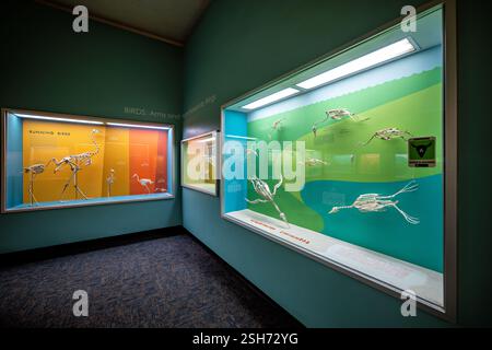 WASHINGTON DC - la Bone Hall del Museo Nazionale di storia naturale dello Smithsonian presenta scheletri di uccelli acquatici, dimostrando adattamenti evolutivi per l'alimentazione sott'acqua. Gli esemplari presentano forme del corpo rastremate, pelvi strette e struttura ossea densa che facilitano il movimento sott'acqua. Foto Stock
