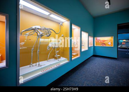 WASHINGTON DC - la Bone Hall del Museo Nazionale di storia naturale dello Smithsonian presenta scheletri di uccelli senza volo, tra cui lo struzzo africano (Struthio camelus) e il tinamou sudamericano (Nothura maculosa). Gli esemplari dimostrano adattamenti distintivi come la struttura a due dita dello struzzo e la capacità conservata del tinamou per il volo a breve distanza. Foto Stock