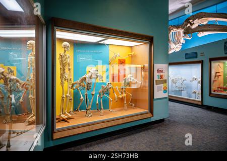 WASHINGTON DC - la Bone Hall del Museo Nazionale di storia naturale dello Smithsonian presenta una mostra comparata di scheletri umani e grandi scimmie. La mostra, parte della collezione storica del museo risalente al 1881, dimostra somiglianze anatomiche e differenze tra i primati. Foto Stock