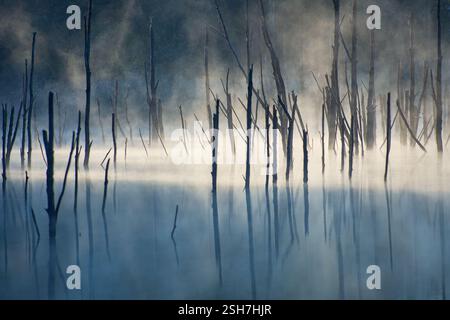 Paesaggio autunnale all'alba con alberi che si riflettono nell'acqua al mattino sul lago Cuejdel Foto Stock
