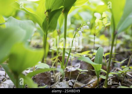 Giglio della valle (Convallaria majalis) nella foresta vicino a Moritzburg, Sassonia, Germania, Europa Foto Stock