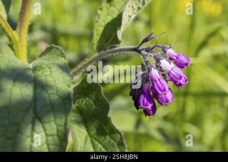 Comfrey (Symphytum), pianta in fiore, Sassonia, Germania, Europa Foto Stock