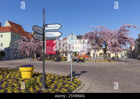 Segnaletica turistica sull'Altmarkt, letto con pansie (viola), sullo sfondo la fioritura rosa del ciliegio giapponese (Prunus serrulata), OS Foto Stock