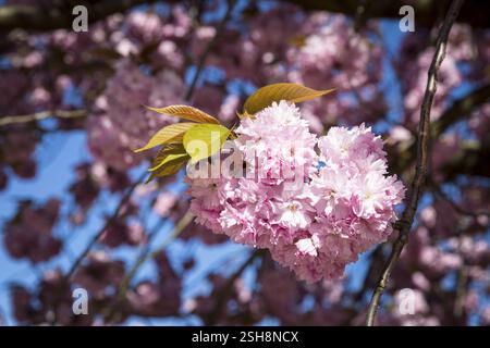 Fiori rosa del ciliegio in fiore giapponese (Prunus serrulata) Foto Stock