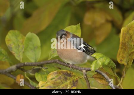 Zaffinch eurasiatico (Fringilla coelebs) uccello maschio adulto su un albero di Magnolia da giardino con foglie di colore autunnale, Inghilterra, Regno Unito, Europa Foto Stock