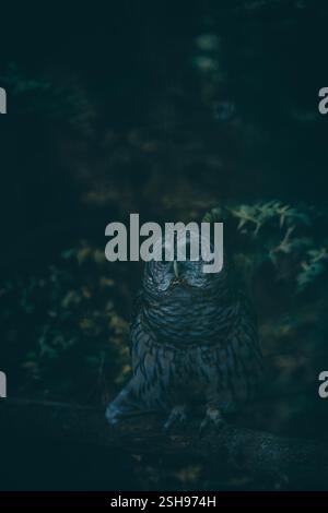 Immagine d'archivio ad alta risoluzione per la Majestic Owl Wildlife Photography. Gufi di alta qualità, sguardo intenso, dettagli di piume intricati allettano il notturno, gufo Foto Stock
