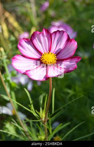 Candy Strip Flower Cosmos Bipinnatus Foto Stock