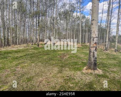 Un tranquillo boschetto di pioppi con una radura erbosa sotto un cielo parzialmente nuvoloso. Ideale per la fotografia naturalistica e naturalistica a tema forestale. Foto Stock