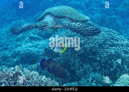 Tartaruga marina Hawksbill, Eretmochelys imbricata, con una farfalla rivestita e cernia di pavone che spera di predare organismi deposti dal foraggio delle tartarughe Foto Stock